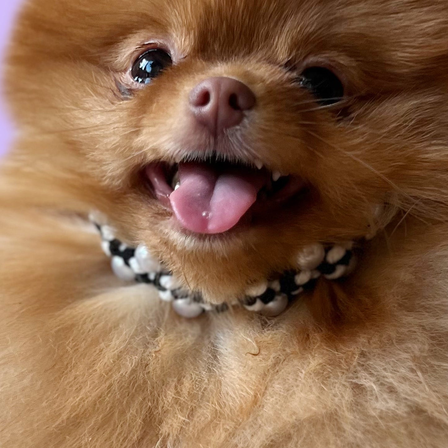 Handcrafted Pearl Pet Necklace: Black & White Knotted Cord-Midnight